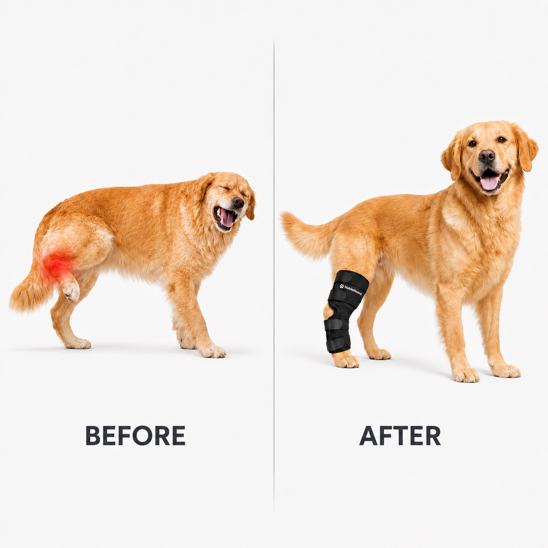 Dog shown standing before and after a correctly positioned NobleHound rear hock brace